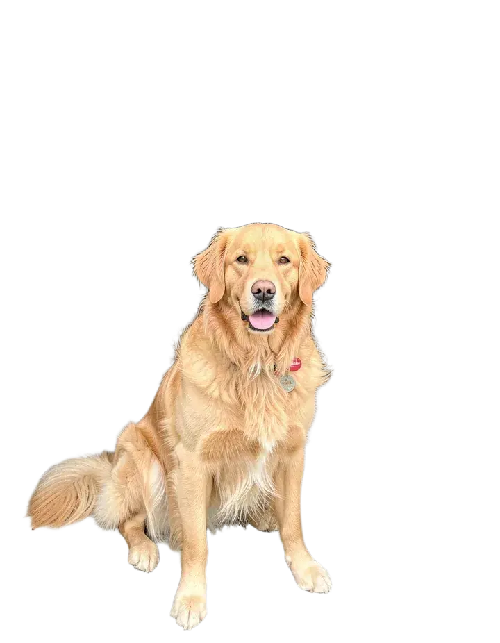 Cutout 2